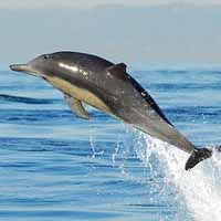 National Aquatic Animal of India